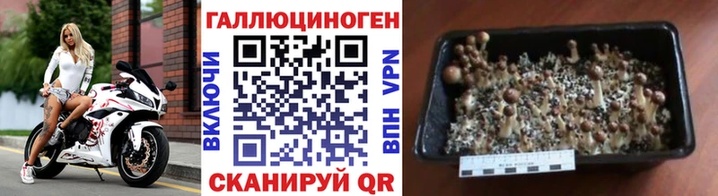 Псилоцибиновые грибы GOLDEN TEACHER Клинцы